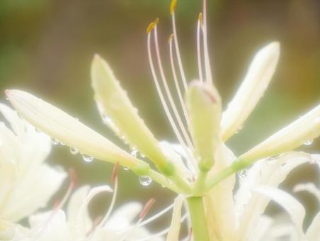 A close-up of a soft white spider lily, JPG