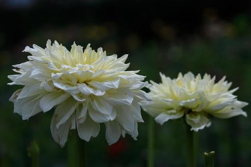 色鮮やかな大輪 色鮮やかな大輪 ダリア,花,キク科の植物の写真素材