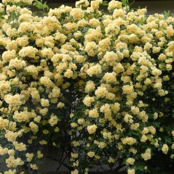 枝垂れ咲くモッコウバラの花 枝垂れ咲くモッコウバラの花 花,モッコウバラ,黄花の写真素材