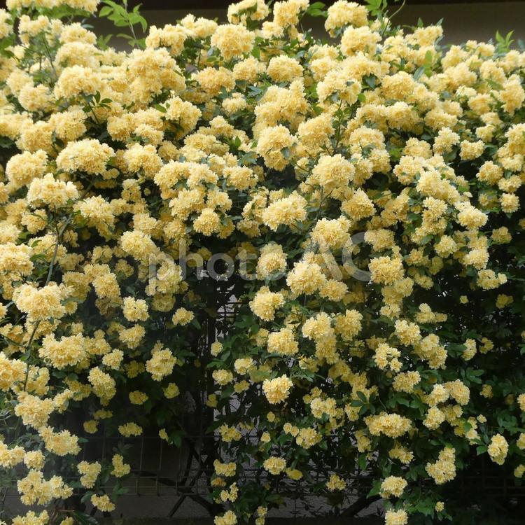 枝垂れ咲くモッコウバラの花 花,モッコウバラ,黄花の写真素材