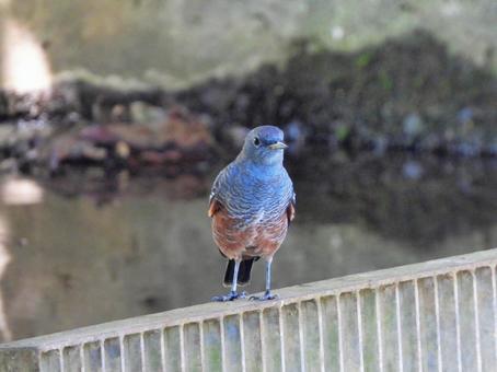 排水口に現れたイソヒヨドリ(雄)3 排水口に現れたイソヒヨドリ(雄)3 イソヒヨドリ,鳥,鳥類の写真素材