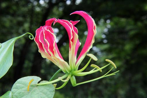 Gloriosa, JPG