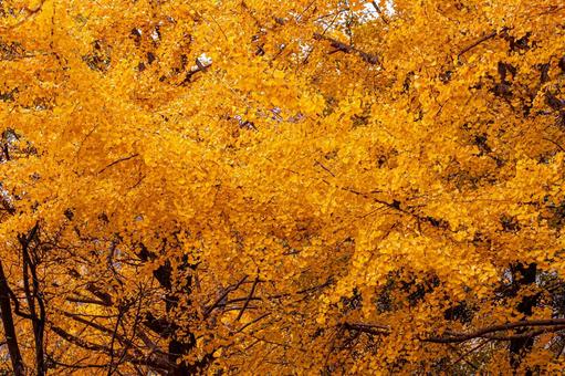 秋色の銀杏 銀杏,イチョウ,枯葉の写真素材