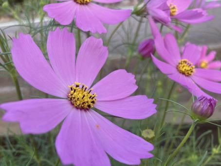 コスモスの写真