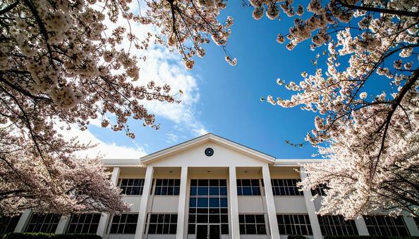 桜と青空と小学校の白い校舎 桜と青空と小学校の白い校舎の写真