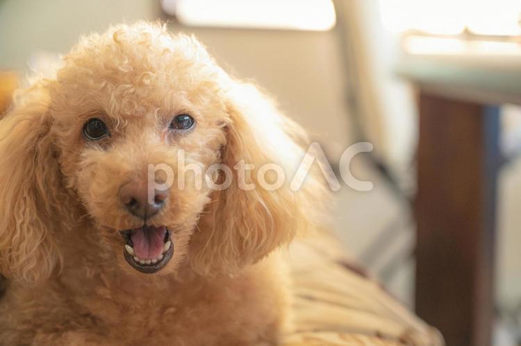 嬉しそうなトイプードル(その１６) 犬,トイプードル,可愛いの写真素材
