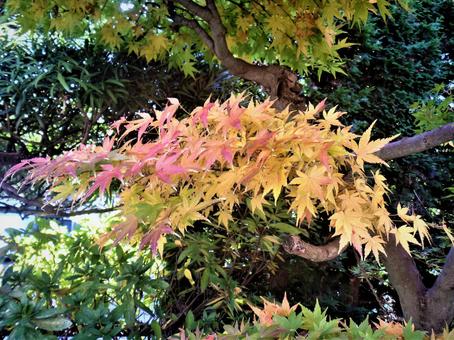 もみじ紅葉し始め もみじ紅葉し始めの写真