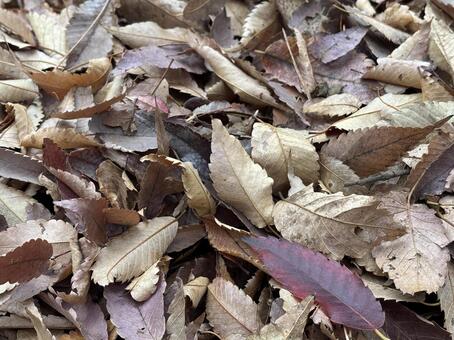 落ち葉_冬 枯葉,落ち葉,秋の写真素材