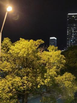 夜景 夜景の写真