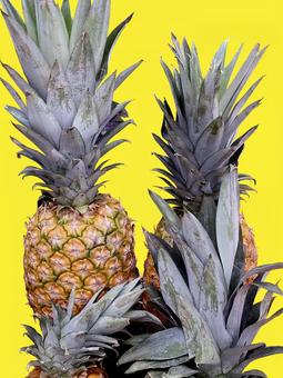 果物・パイナップル パイナップル,果実,果物の写真素材