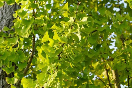 黄葉したイチョウの葉 イチョウ,葉,黄葉の写真素材