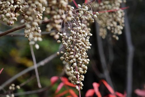 風変わりな実のヤマウルシ ヤマウルシ,ハゼノキ,リュウキュウハゼの写真素材