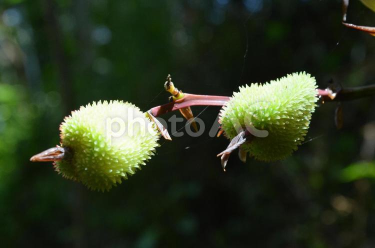 フィリピンの森　棘のある植物３ 実,植物,クローズアップの写真素材