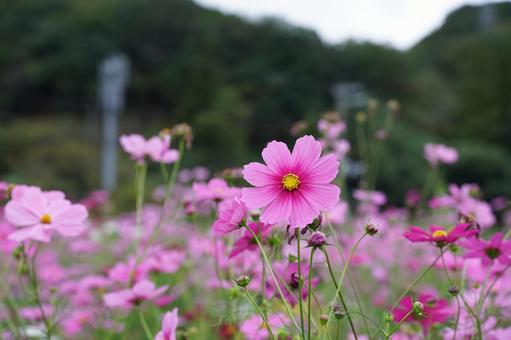 コスモス便り2025の写真