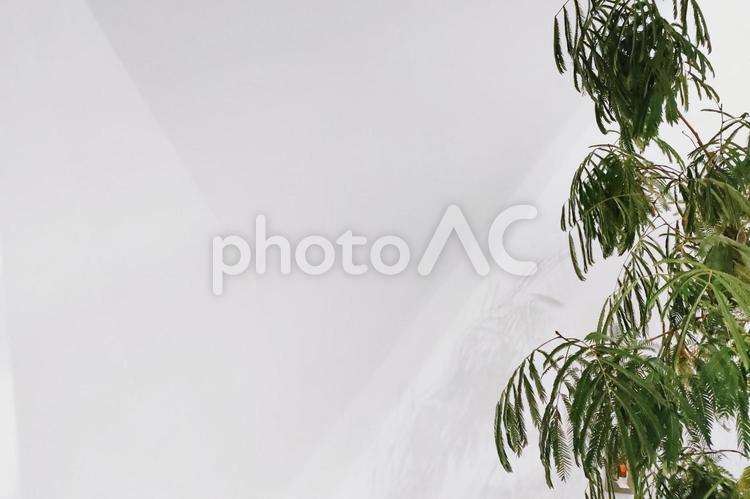 観葉植物と白壁のイメージ 背景,壁紙,植物の写真素材
