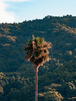 ヤシの木 ヤシの木,ワシントンヤシモドキ,南国の写真素材