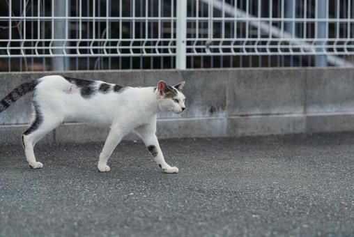 一点を見つめて歩く牛柄猫 牛柄猫,ハチワレ猫,地域猫の写真素材