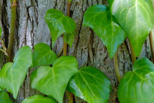 樹皮に広がる鮮やかな緑の蔦 蔦,植物,葉の写真素材