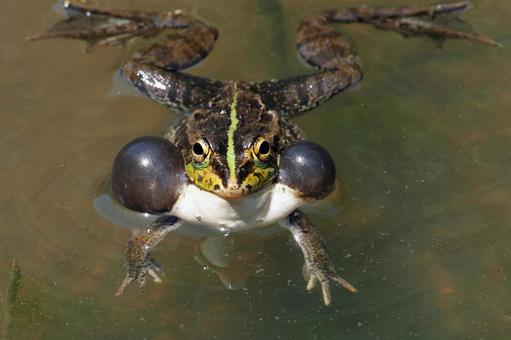 蛙の声 蛙の声 蛙,鳴き声,トウキョウダルマガエルの写真素材