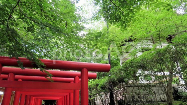 法多山尊永寺敷地内　双葉神社の赤鳥居 赤鳥居,初夏,新緑の写真素材