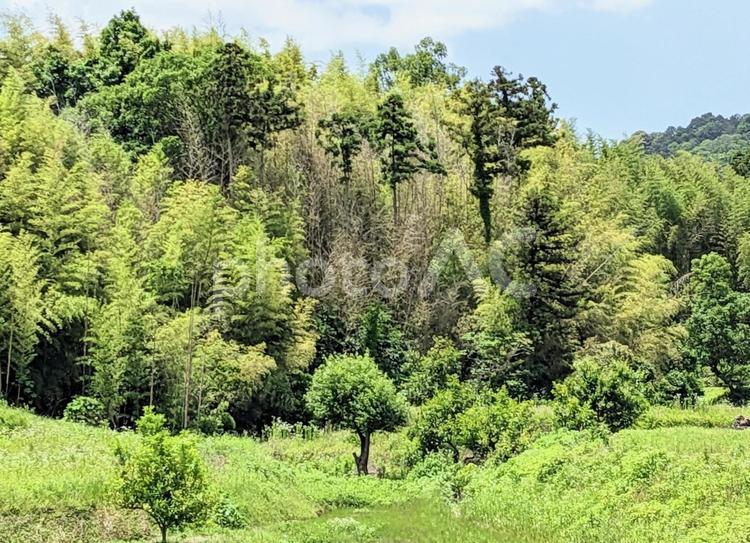 奈良の緑の風景 緑,木々,風景の写真素材