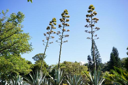 空に向かうアガベの花 空に向かうアガベの花 アガベ,リュウゼツラン,植物の写真素材