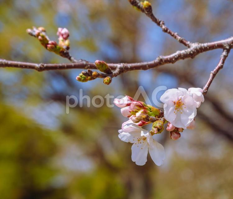 ソメイヨシノ桜2ー10 ソメイヨシノ,桜,蕾の写真素材