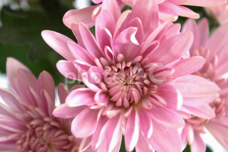 ピンクの菊の花の背景素材 ピンク,自然,花の写真素材