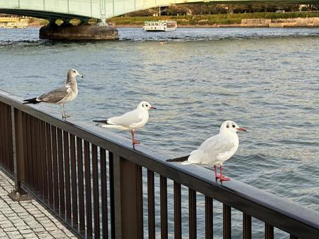 鴎三兄弟 カモメ,野鳥,鴎の写真素材