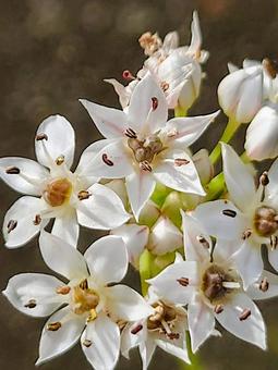 ニラの花 韮,白,花の写真素材