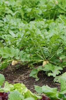 大根畑 大根,野菜,畑の写真素材