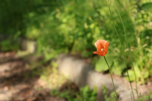 オレンジの花 オレンジの花の写真