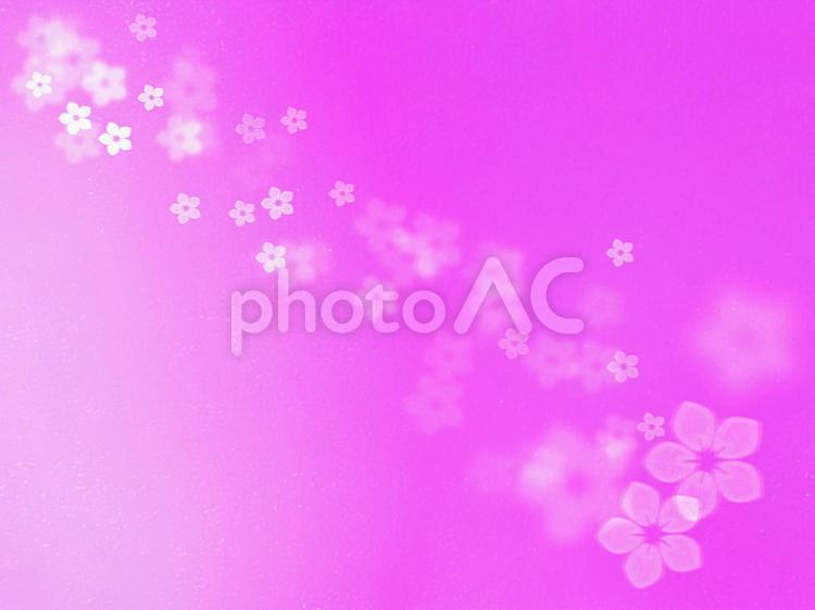 ピンクのグラデーションバックの桜柄背景5 お花見,桜,日本的の写真素材