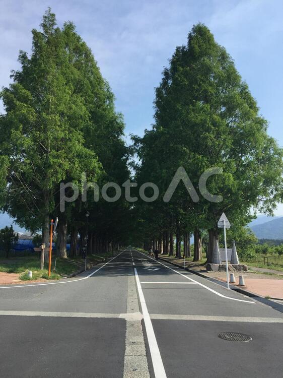 マキノ高原のメタセコイヤ並木 メタセコイヤ並木,並木,なみきの写真素材