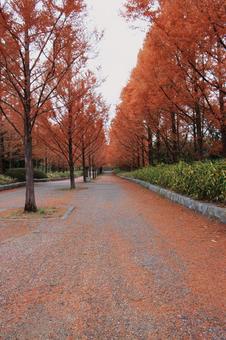 メタセコイアの紅葉の写真