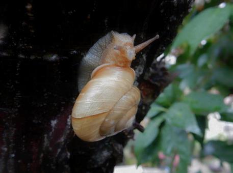 【生き物の写真】カタツムリ 【生き物の写真】カタツムリの写真