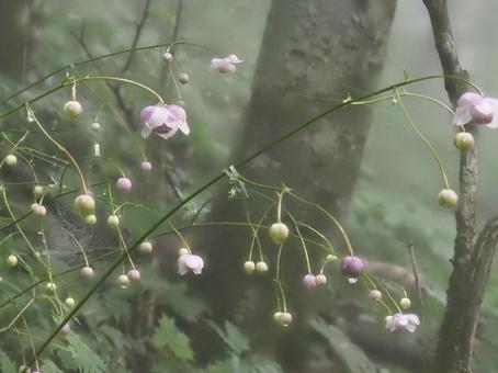 Photo, rhesus shuma, flower, grass, 