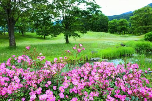ノバラの野原 ノバラの野原の写真