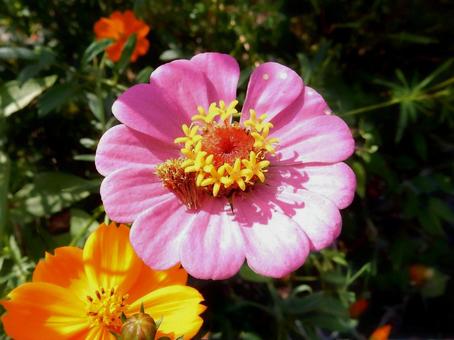 【花の写真】 ヒャクニチソウ（百日草）の写真