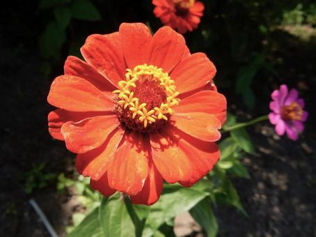 [Flower photo] Zinnia elegans, JPG