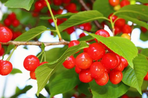 さくらんぼ さくらんぼ,果実,果物の写真素材