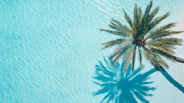 海面とヤシの木のイメージ	の写真