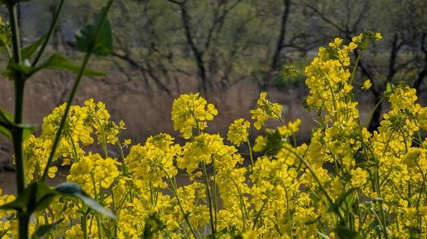 Yellow carpet, JPG Yellow carpet, JPG
