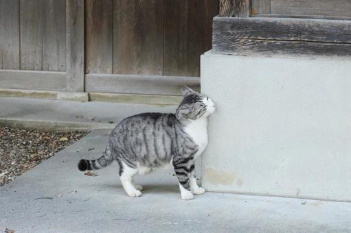 サバ白猫 猫,野良猫,サバ白の写真素材
