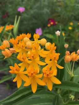 オレンジの花 オレンジの花の写真