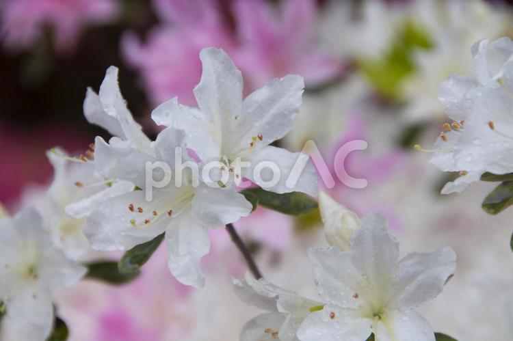 雨の日のツツジ ツツジ,花,雨の写真素材