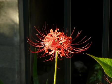 日陰の背景に浮かび上がるヒガンバナ 日陰の背景に浮かび上がるヒガンバナ ヒガンバナ,花,植物の写真素材