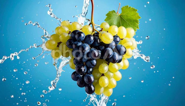 ぶどうの粒に弾ける水滴 ぶどう,果物,粒の写真素材