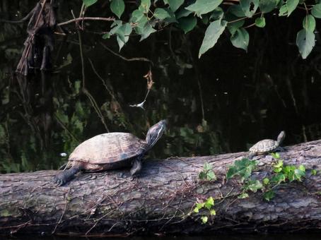 倒木の上で甲羅干しするアカミミガメ 倒木の上で甲羅干しするアカミミガメ ミシシッピアカミミガメ,爬虫類,動物の写真素材