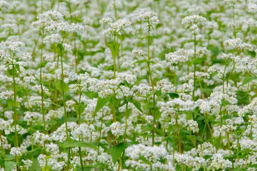 白いそばの花畑4 白いそばの花畑4 秋,そばの花,蕎麦の花の写真素材